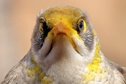 Yellow-throated Miner (Manorina flavigula)